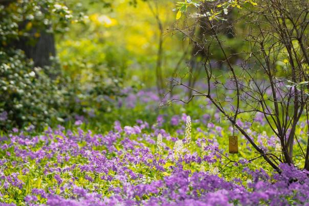 Purple flowers in a field
