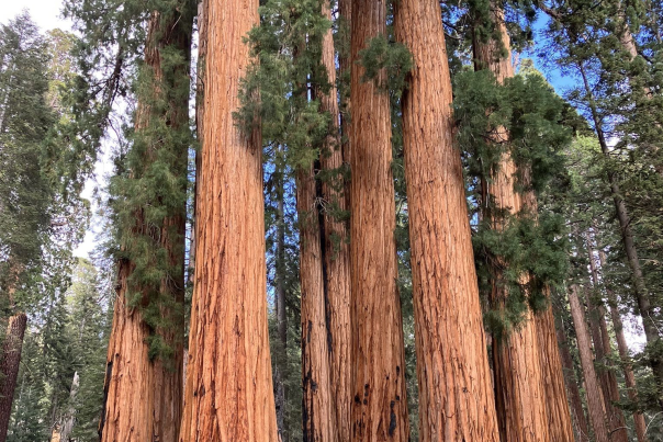 Congress trail to trail of the sequoias loop