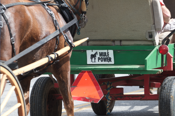 Winfield's Mule Day