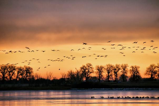 Birds in Flight