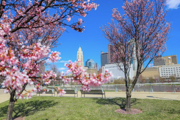 Cherry Blossoms downtown