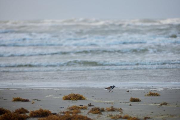 Seaweed on the beach with a bird walking on the shore.