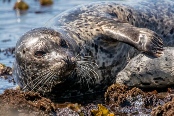 Seal and pup by Bill Posner