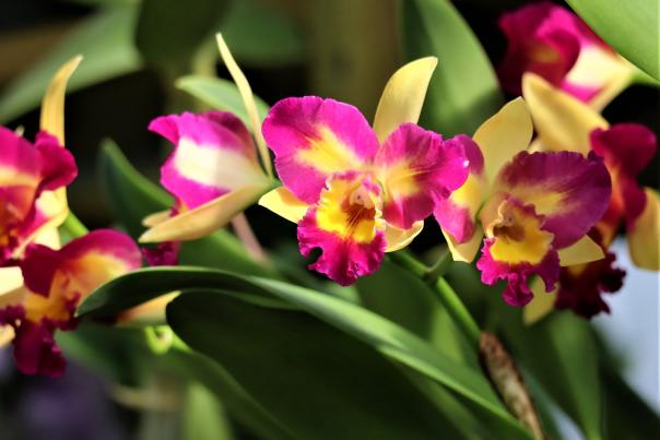 DTN - HI - Attractions - South Texas Botanical Gardens & Nature Center - "Orchid"