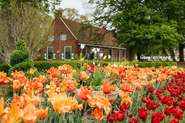 Holland Michigan Tulip Festival 2025