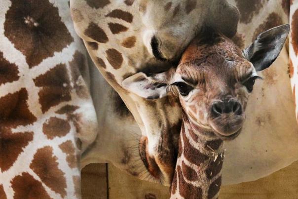 Baby Giraffe Sukari at the Fort Wayne Children's Zoo