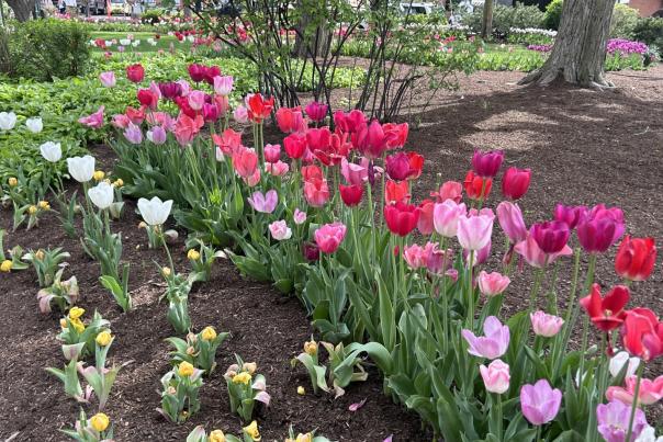 rows of pink and purple and white tulips on the Woodstock Square