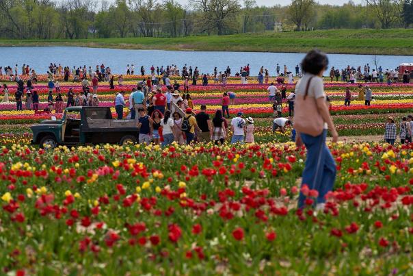 2025 Tulip Fest