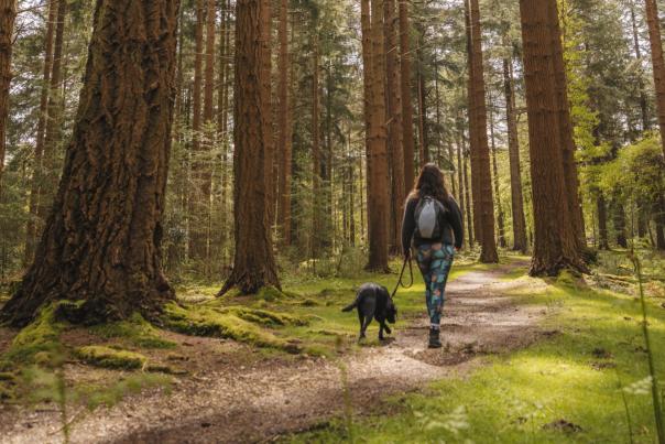 Dog walking at Bolderwood in the New Forest
