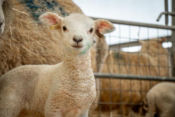 Lamb looking into lens