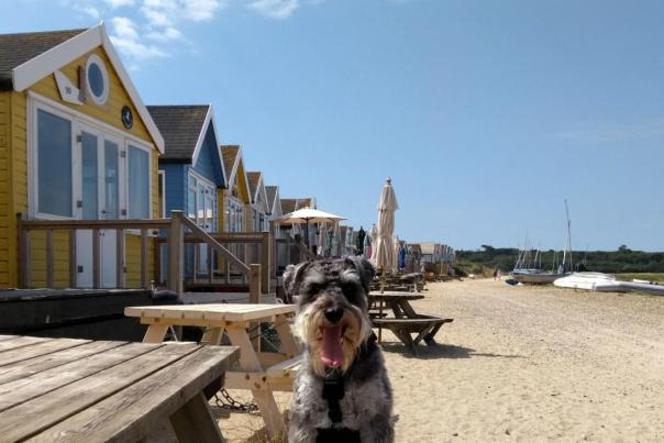 Dylan the dog at Mudeford Sandbank, Dorset