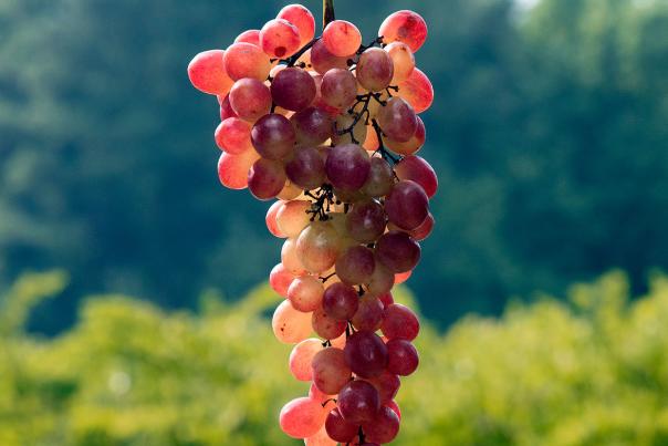 Grapes on the vine at Hinnant Vineyards in Johnston County, NC