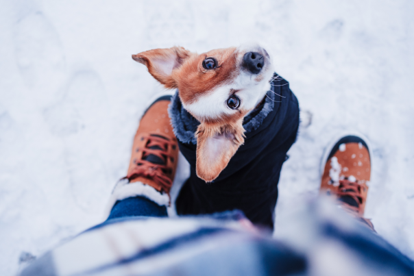 Pet-Friendly Winter Blog Cover - Dog sitting in the snow looking up