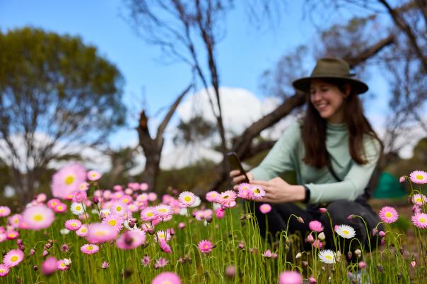 Photos of wildflowers in the Avon Valley