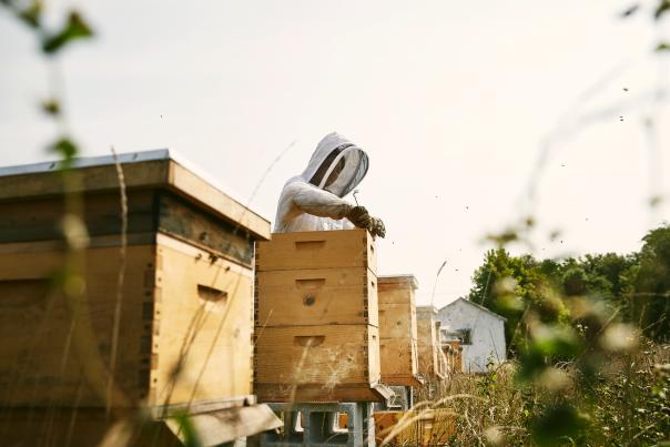 Beekeepers at Finley Farms
