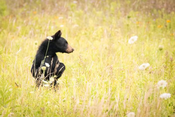 black bear