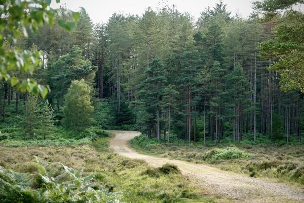 Pathway through the New Forest