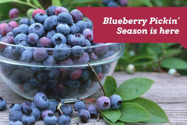 Blueberry Pickin Season is here