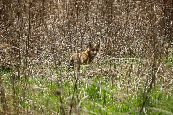 Fox at McCloud Nature Park. (Photo by Deb Stukenborg)