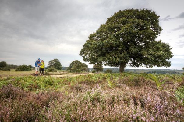 Two people standing amongst heather looking at map in the New Forest