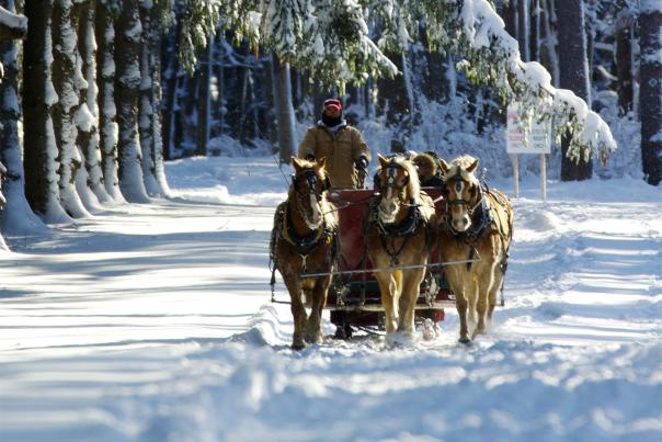 Man Guides Horses on a Sleigh Ride Through the Snowy Highland Forest in Syracuse, NY