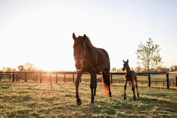 Spy Coast Foal