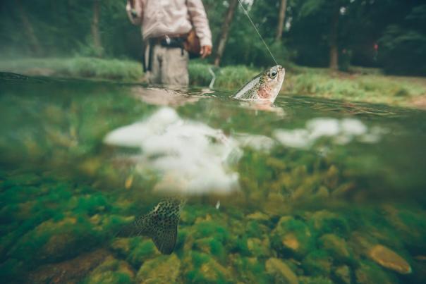 A small rainbow trout is pulled half way out of the water by a clear fishing line, and a person stands in the water.