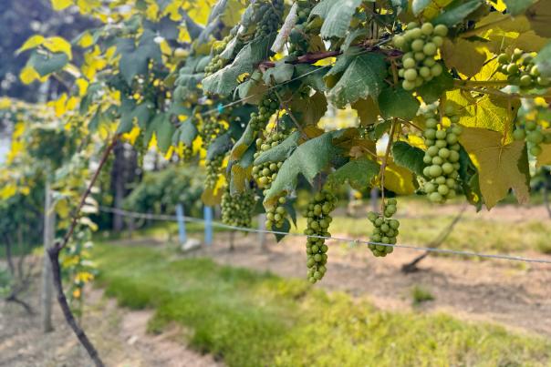 Green grapes hang from a vine along a thin wire.