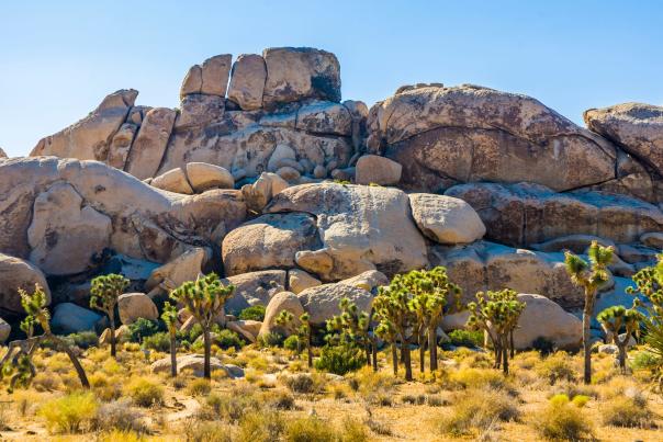 Joshua Tree Rocks