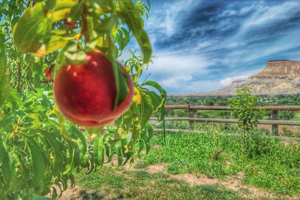 Peach with Mount Garfield in Background