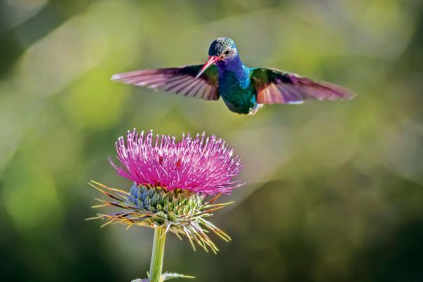 Broad-billed hummingbird