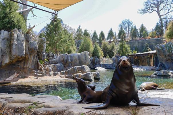Chino the Sea Lion at Omaha's Henry Doorly Zoo & Aquarium