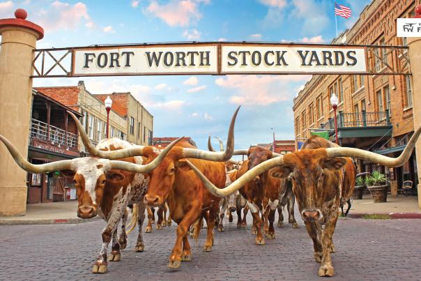 The Fort Worth Herd