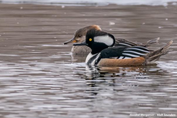 Hooded Mergansers