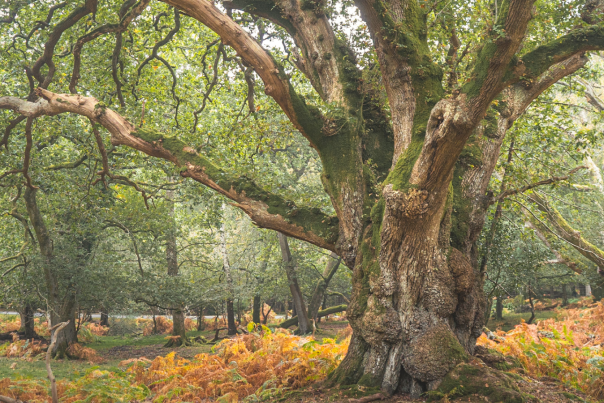 Ancient woodland in the autumn in the New Forest