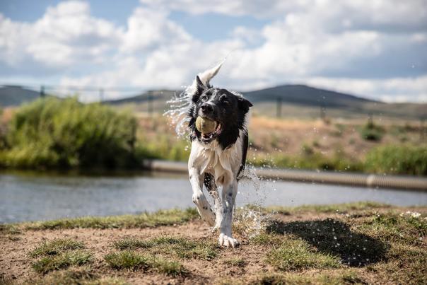 Dog with a tennis ball playing at the Granby Bark Park