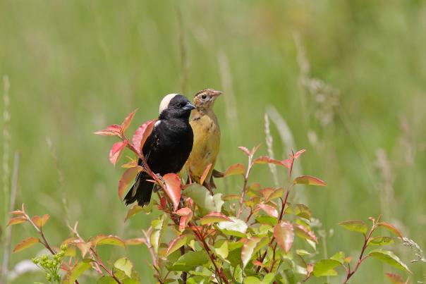 Birds of Bucks County blog