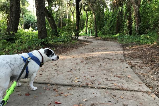 Larry Taylor Kiwanis Park in Port Charlotte is Dog-Friendly