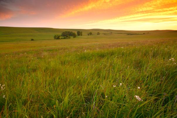 Tallgrass prairie at sunset