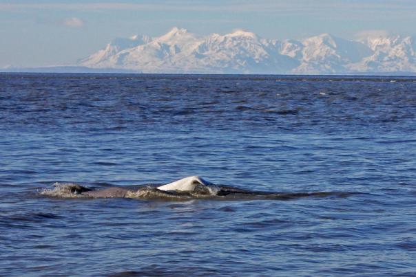 Point Woronzof Beluga Whales