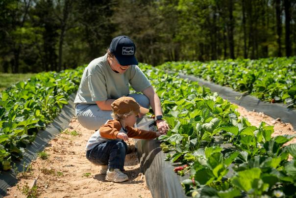 Cherry Place Farm - Strawberry Picking 2024