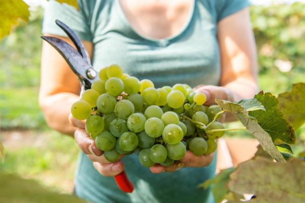 Woman holding freshly cut grapes at Jerome's U-Pick