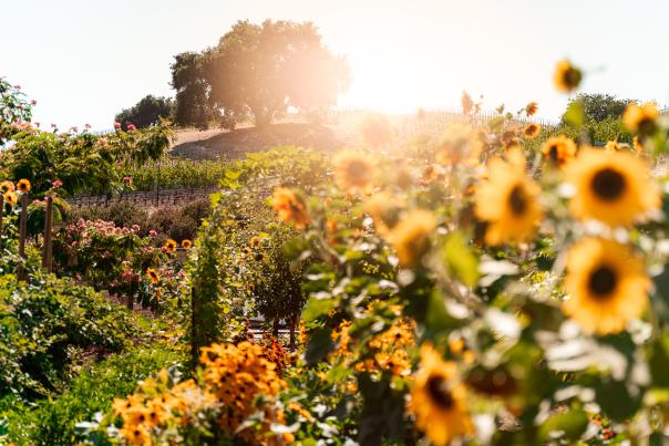 Flower garden with winery in the background