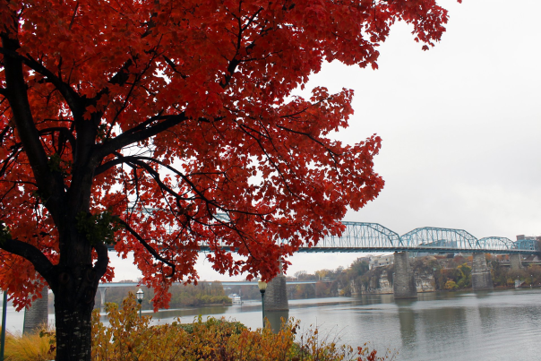 Walnut Street Bridge and Tree in Fall Colors