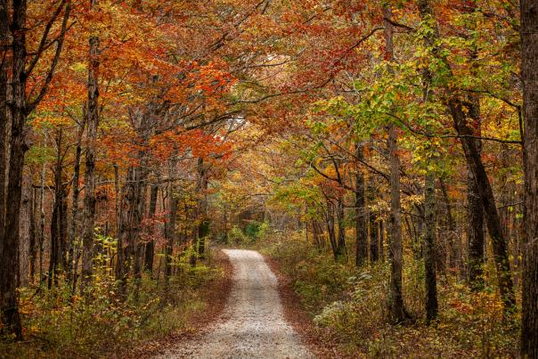 Bankhead forest trail in the fall.