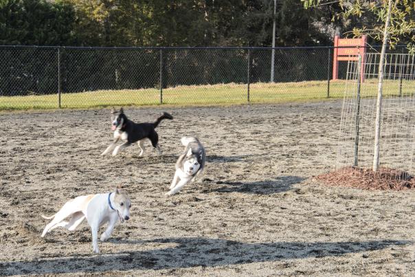 3 dogs running together at a dog park in Burke