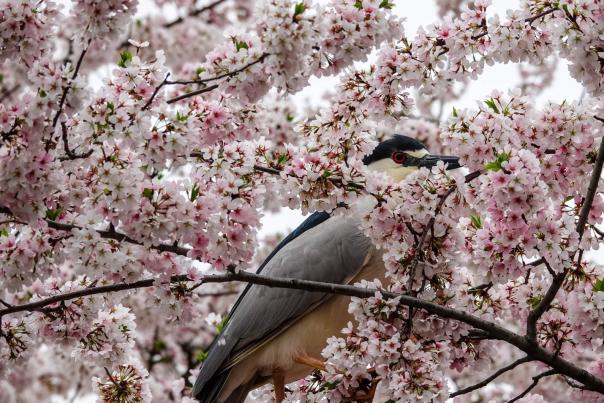 Night Heron