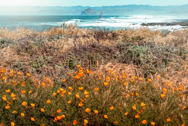 views of the poppies growing along trail in Montana de Oro State Park