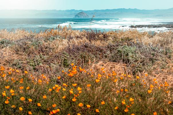 views of the poppies growing along trail in Montana de Oro State Park