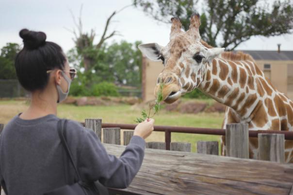 Zoo guest feeding a Giraffe in a Wild Encounter experience at the Oklahoma City Zoo